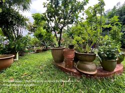 Serangoon Garden Estate (D19), Semi-Detached #581883361